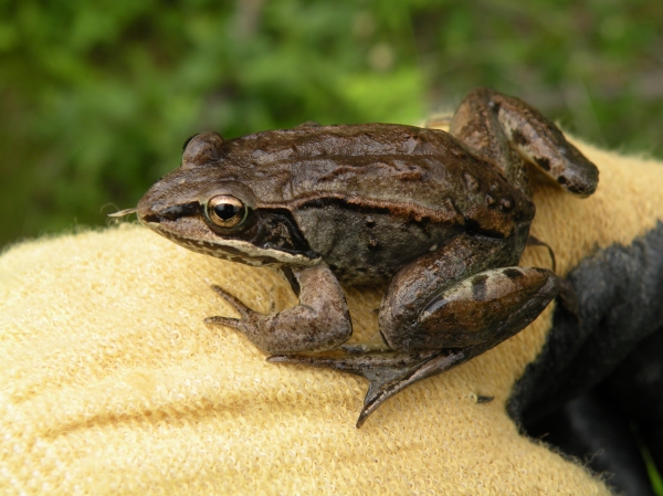 Photo of Lithobates sylvaticus by Andrea Paetow